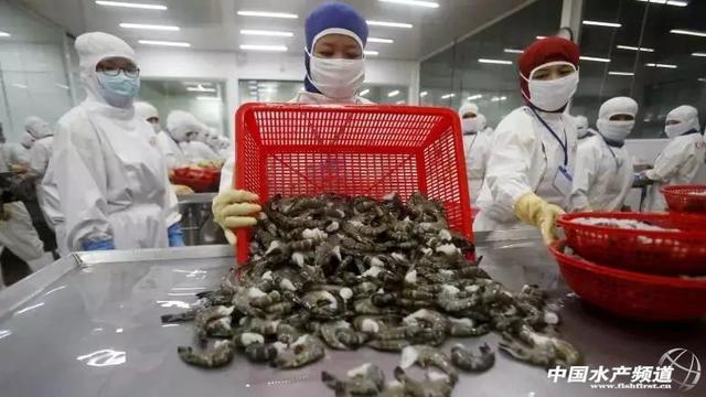 加拿大零售蝦產品驚現“超級細菌”，加工廠感染疑為源頭