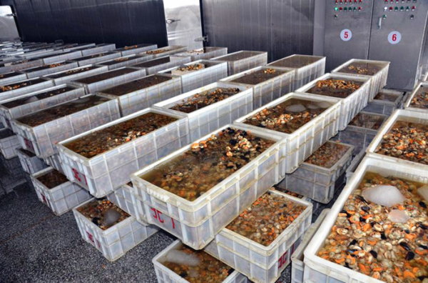 扇貝加工的產業布局與國際貿易 以大連長海縣和綏芬河保稅區為例